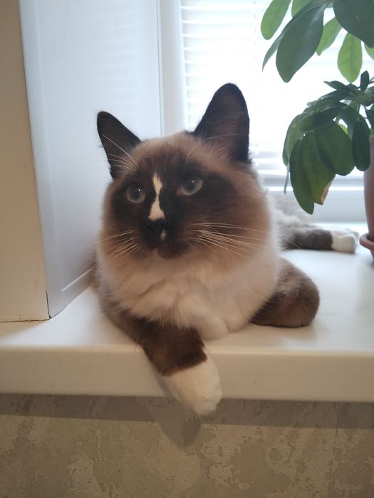 Отдам молодого котика
