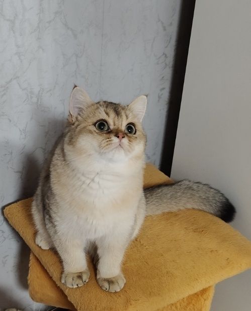 Котёнок Британец Шиншилла кобби типа