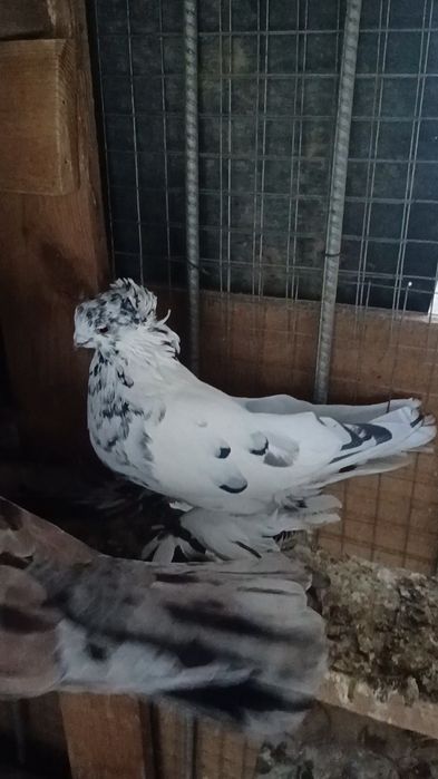 Голуби светлые сочи