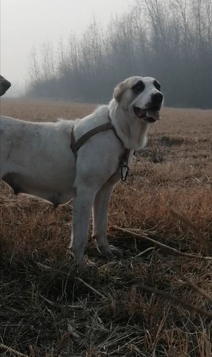 Alabay kuchuklar sotiladi toza qonli ota onalari katta alabaylar