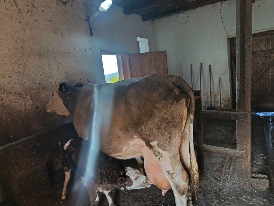 Vaca Bălțata Romaneasca