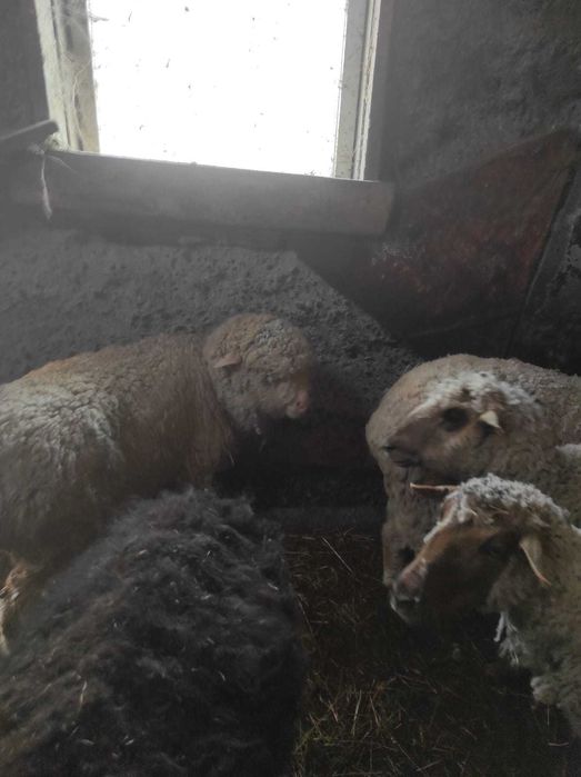 Срочно продам баран можно на выбор