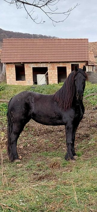 Iapa friziana  de vinzare