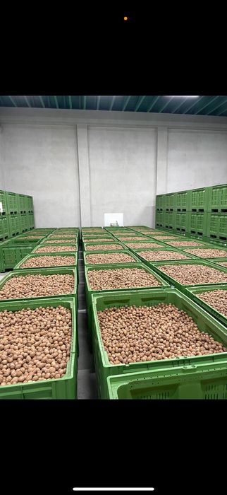 Nuci in coaja cerificate ecologic