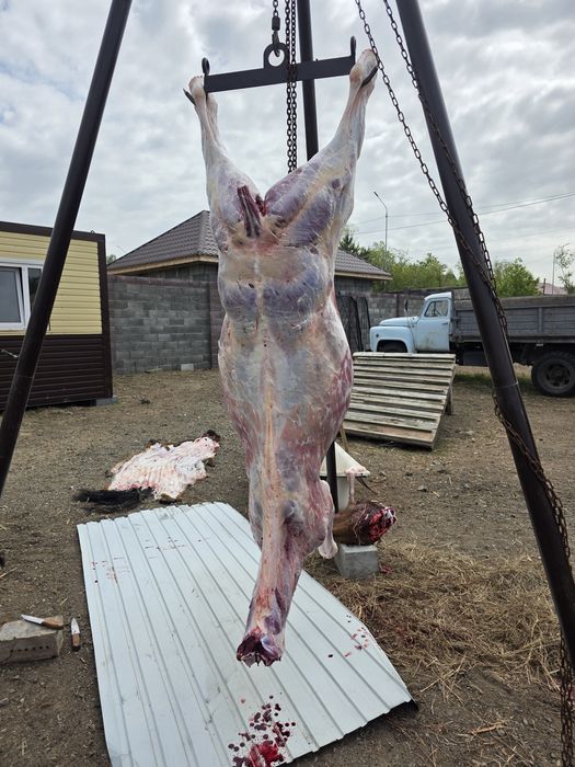 Годовички на мясо жеребчики