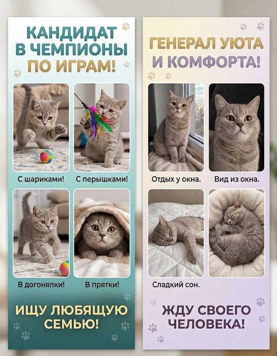 Котята бесплатно