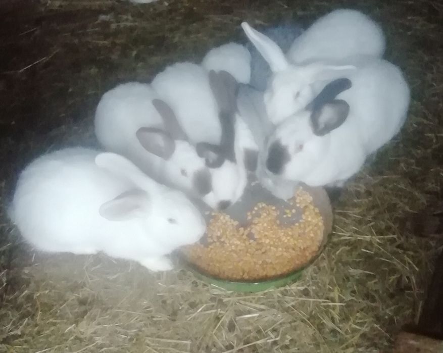 Продавам домашни зайци