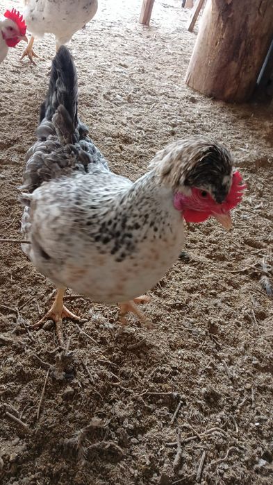 Инкубационное яйцо