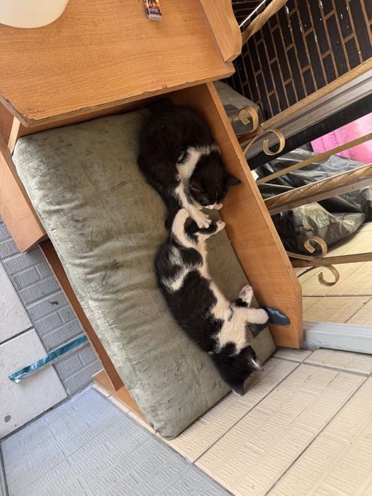 Котята бесплатно