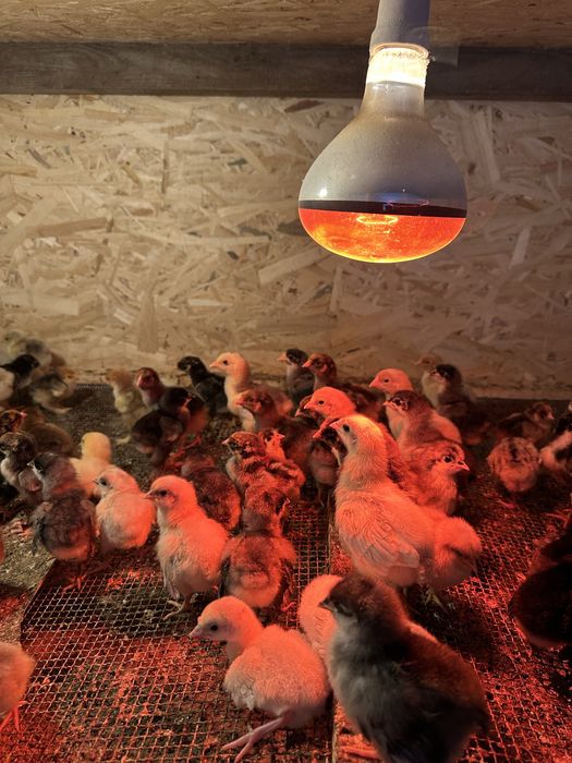 Pui rasa australorp albastru si wiandotte