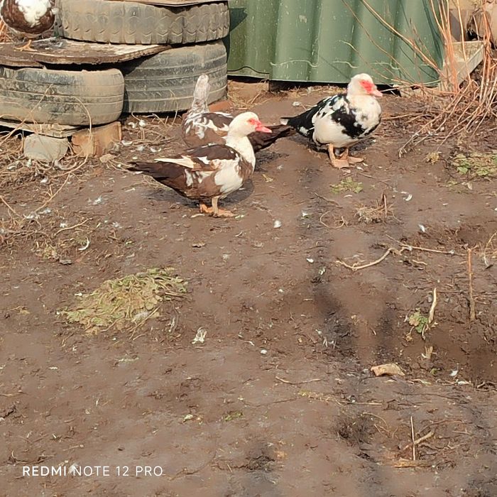 индоутки и молодого петушка