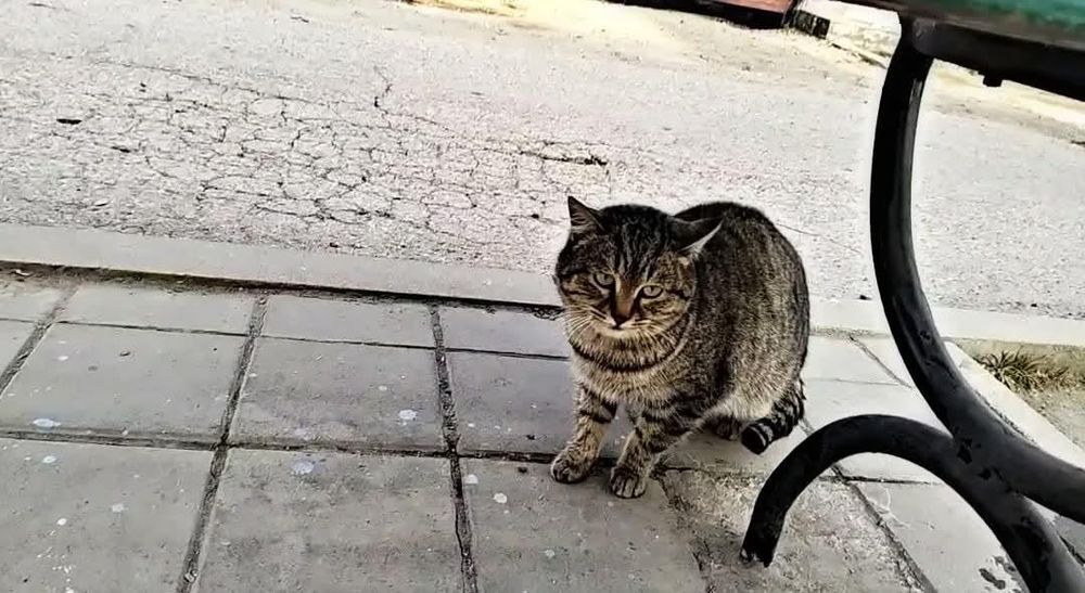 Котенок подросток в добрые руки!