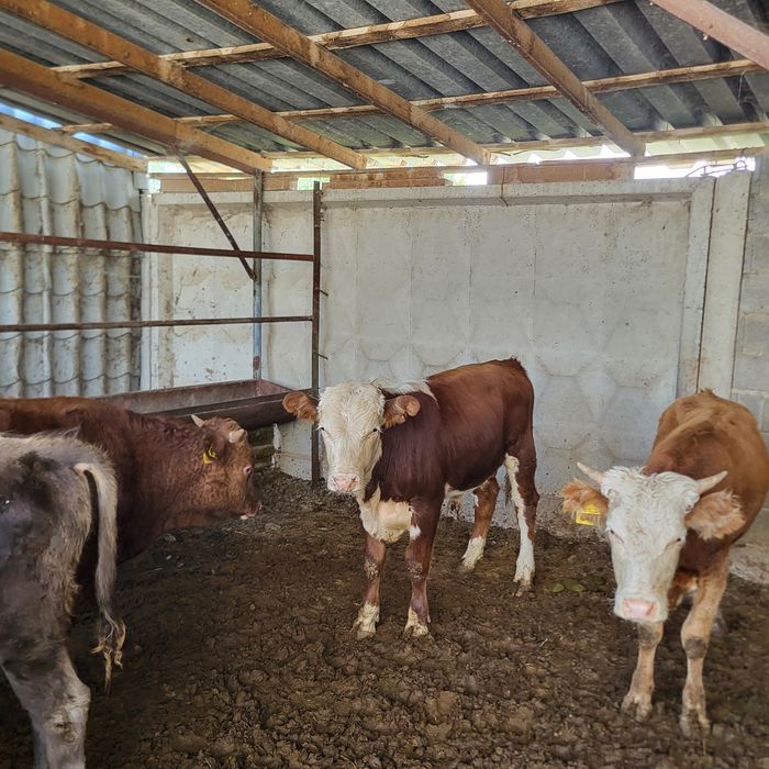 Продам 10 голов бычков
