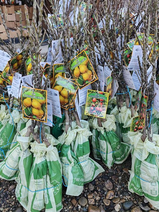 pomi columnari cu radacina ambalata