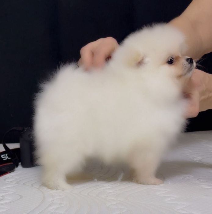 Щенки мини шпиц мальчики