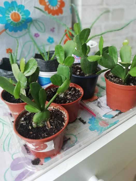 Продам рипсалидопсис