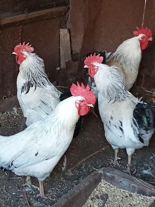 Куры-несушки. Куры домашние.