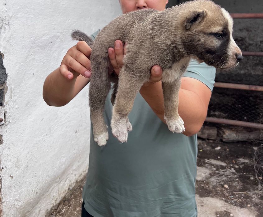 Продам щеньков Алабай