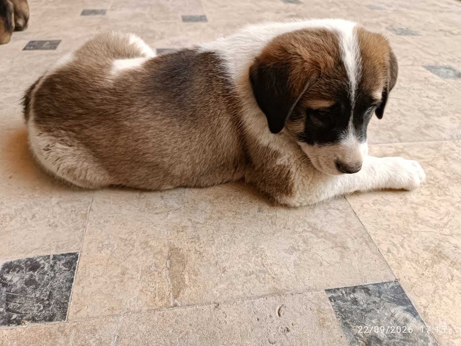 Kuchukchalar sotiladi