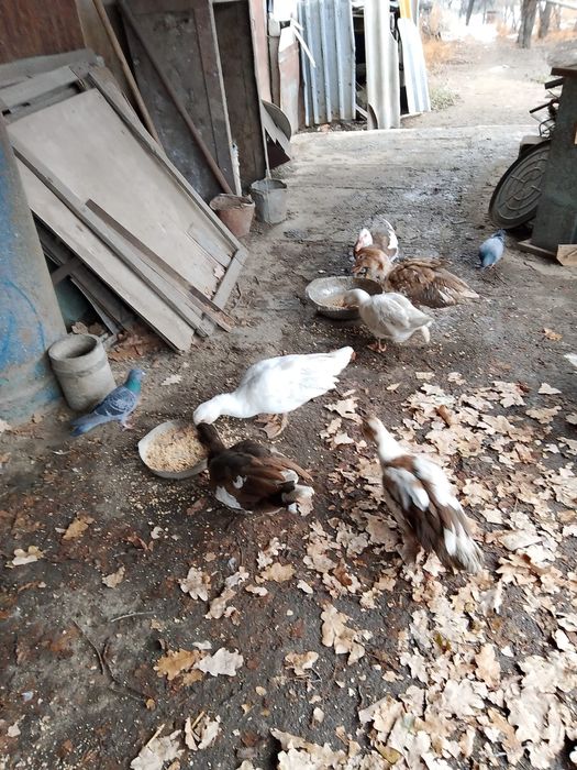 Продаются индоутки