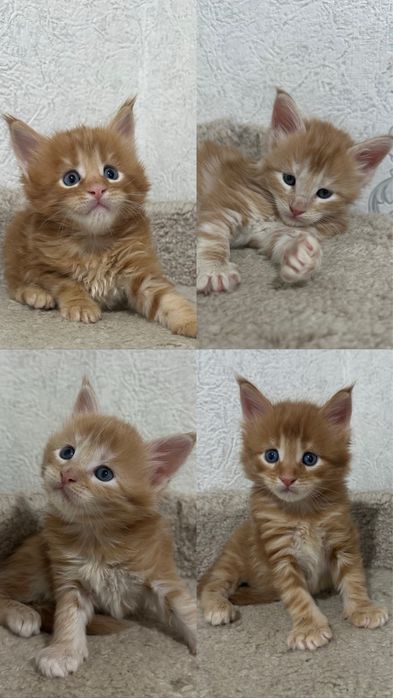 Мейн-Кун Питомник Продажа