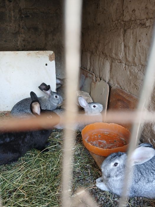 Кролики великан гибрид