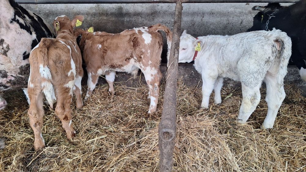 Vand viței de carne