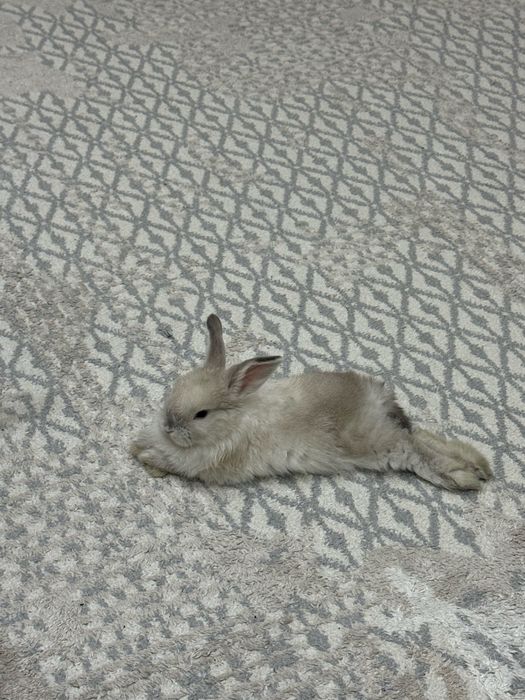 декоративный кролик вместе с клеткой