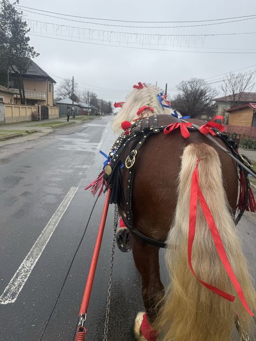 De vanzare armasar semi greu
