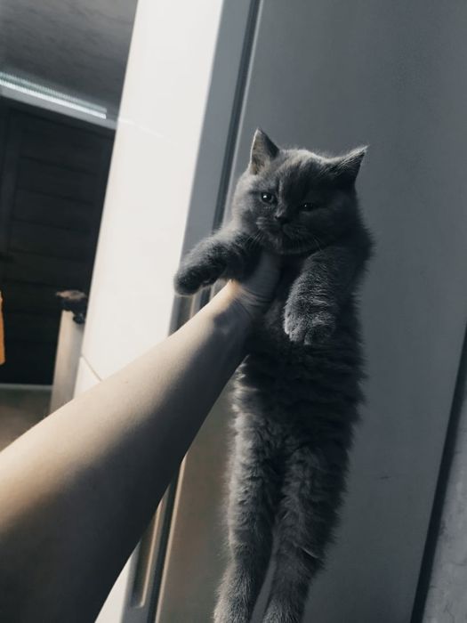 Британские котята