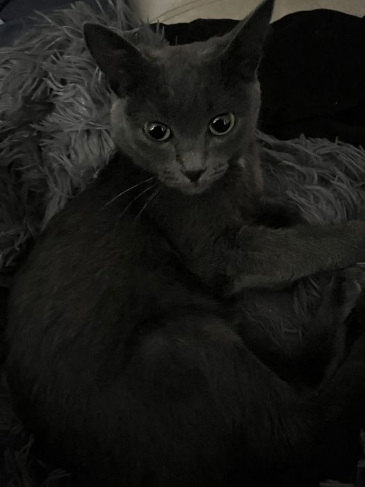 Ищет дом кошечке