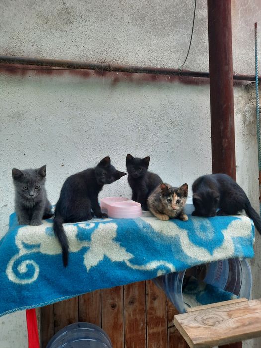 Мушуклар хадияга