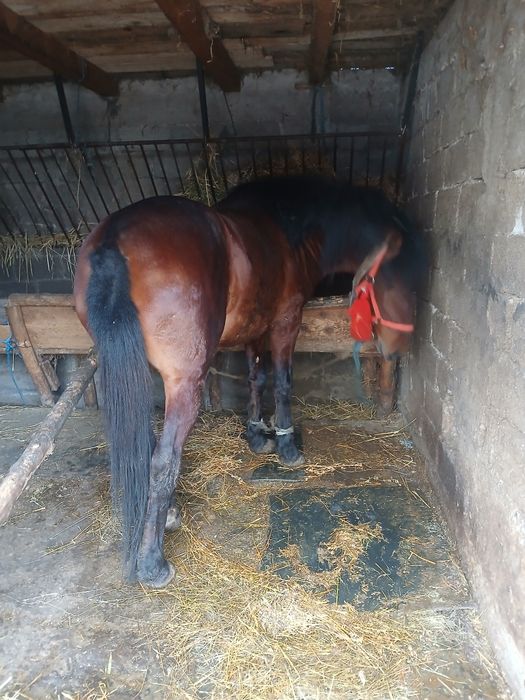 Vând noatin  de 2 ani