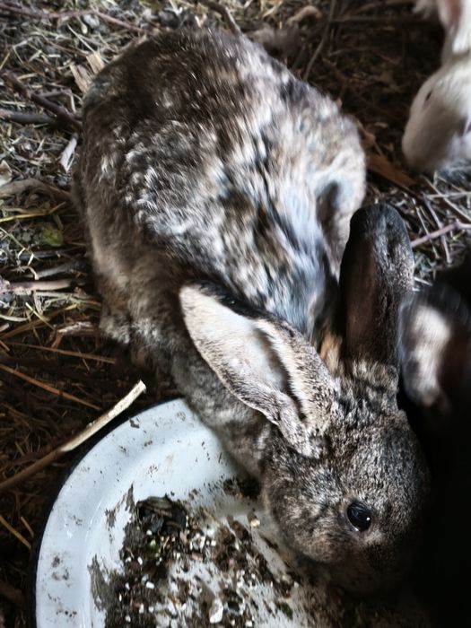 Quyonlar katta kichiklari bor