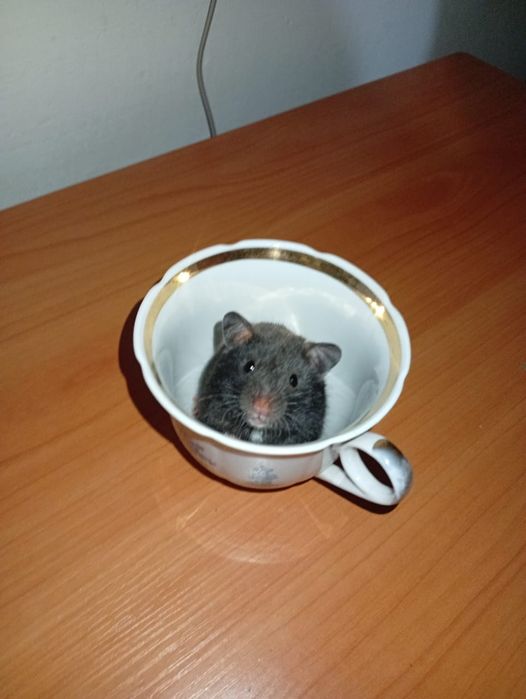 Хамеки животное .