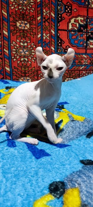 Сфинкс эльф девочка