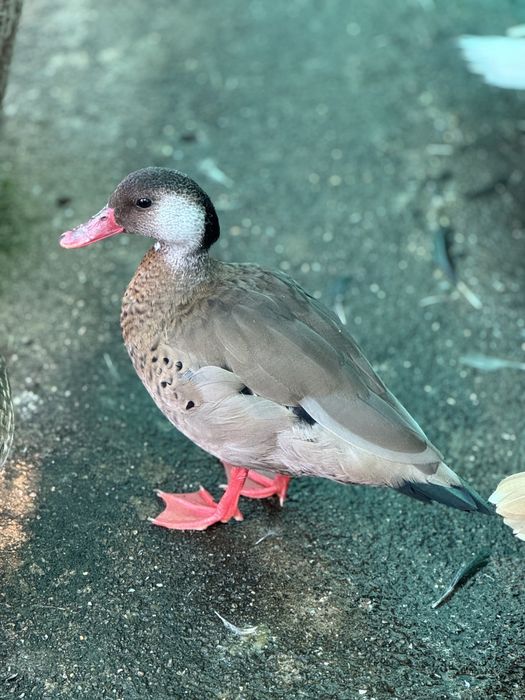 Rațe sălbatice de vânzare