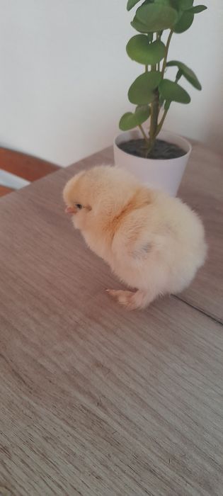 Oua pentru incubat  .