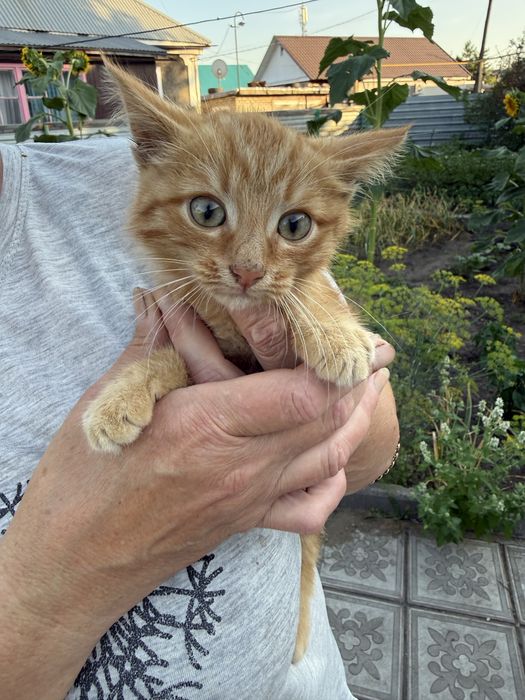 Котенок в добрые и любящие руки