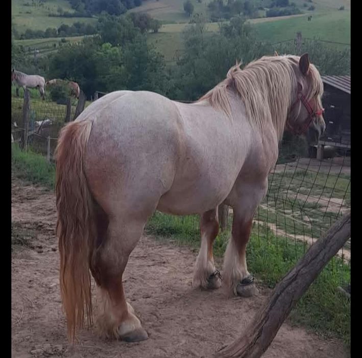 Vând armăsar de 4 anii!!