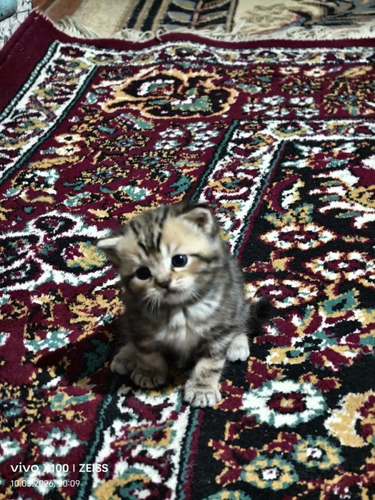 шотландская прямоухая (скоттиш-страйт).