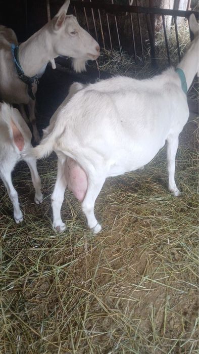 Vand iezi rasa Sannen