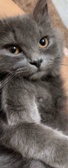 Hadiya berrillar mushuklarni sevuchilar uchun