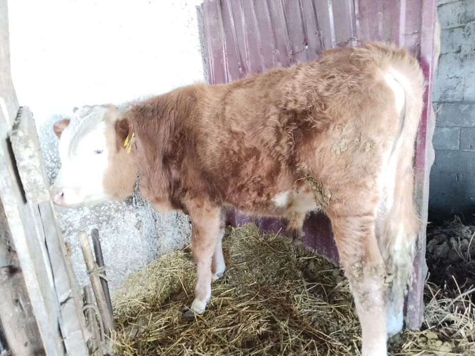 Бычки, бұқадар сатам