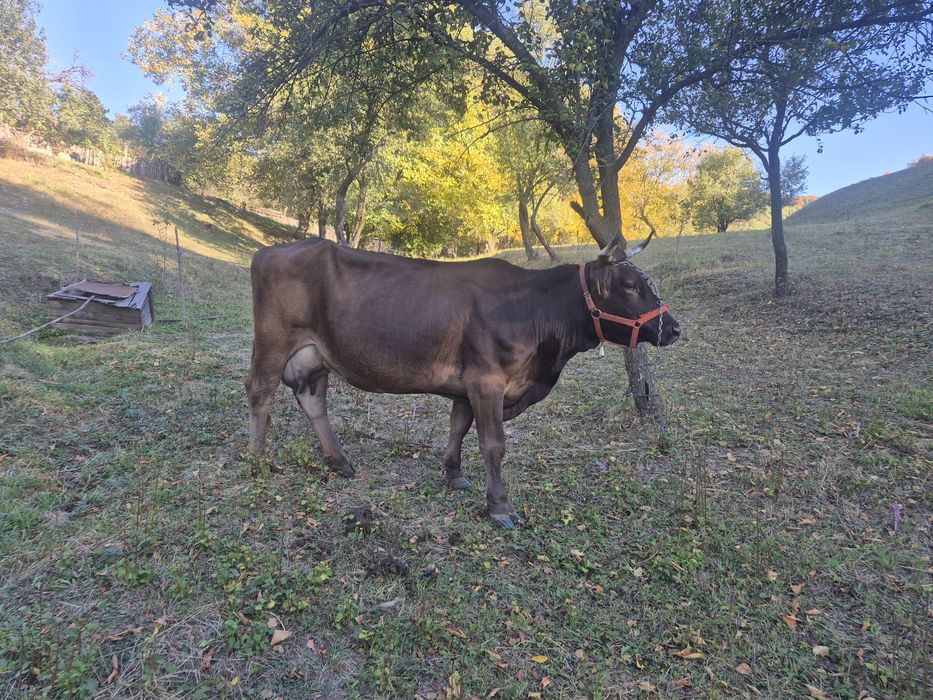 Vând vaca foarte bună de lapte