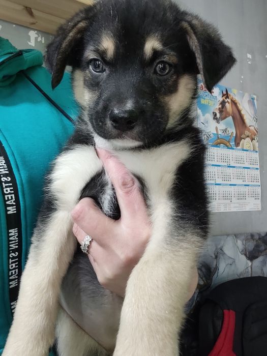 Щенки Срочно Бесплатно!