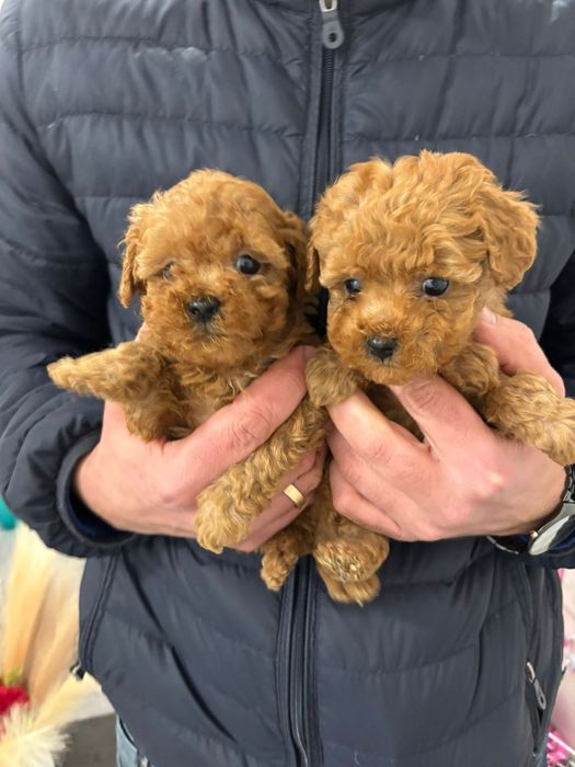 Той Пудели Ред Априкот