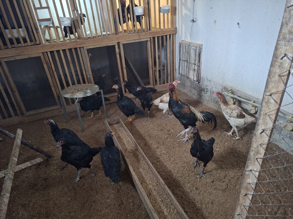 Продам бойцовский курей