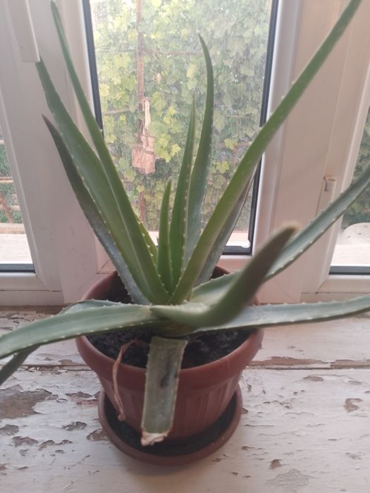 Хороших састаяний