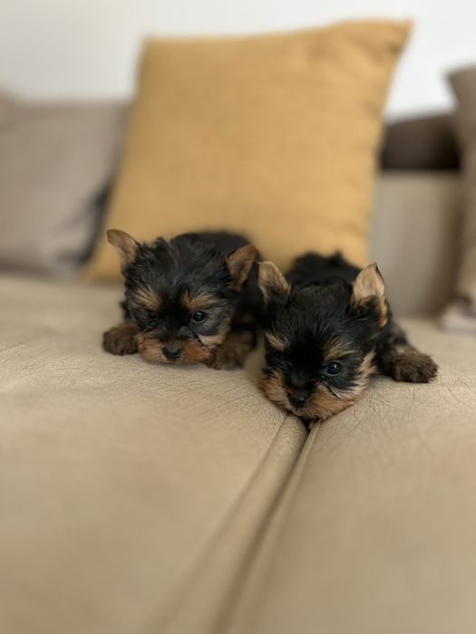 Йоркширски териер